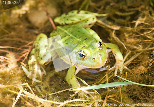 Image of green frog in a water