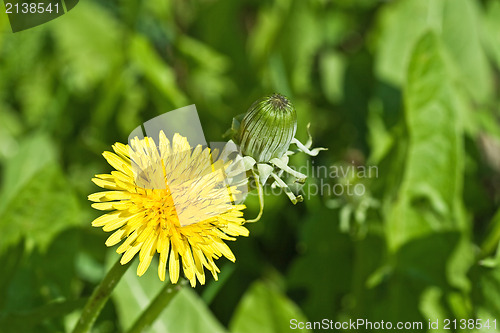 Image of sowthistles