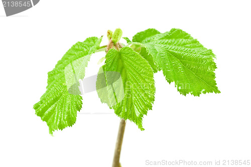 Image of plant isolated on white background