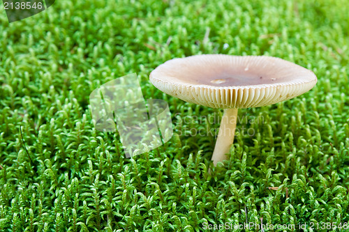 Image of white toadstool in a moss. shallow dof