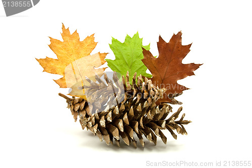 Image of autumnal decoration