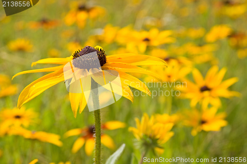 Image of yellow flowers field