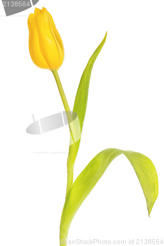 Image of Beautiful yellow tulip