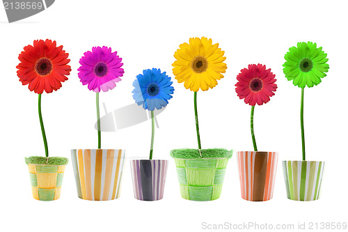 Image of colorful gerbera flowers