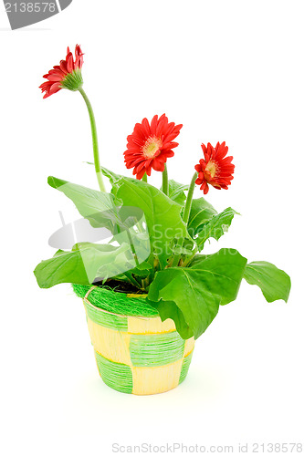 Image of gerbera in a pot