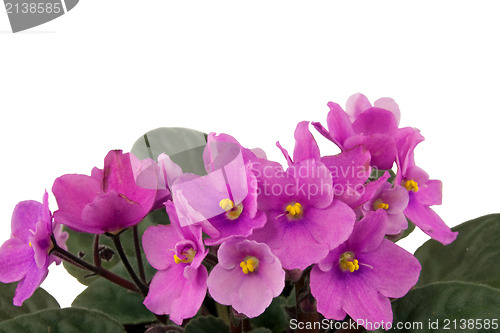 Image of violet flowers