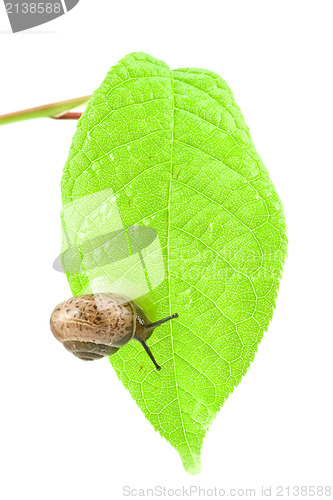 Image of snail slug on a green bright leaf