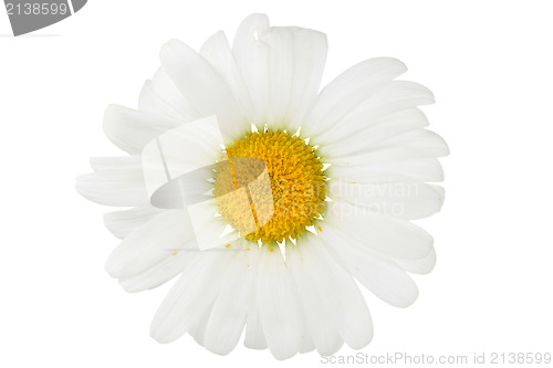 Image of chamomile flower isolated on white