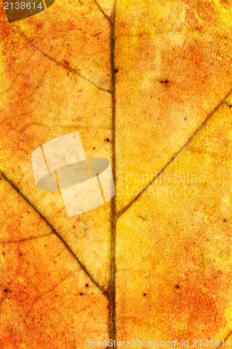 Image of leaf texture grunge style