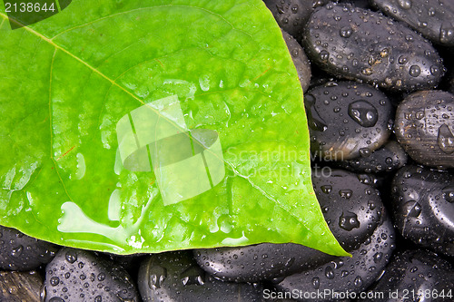 Image of leaf and zen stones after rain