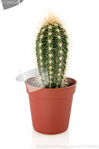 Image of cactus