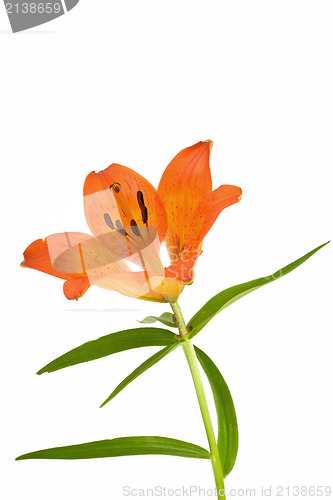 Image of orange flower blossom
