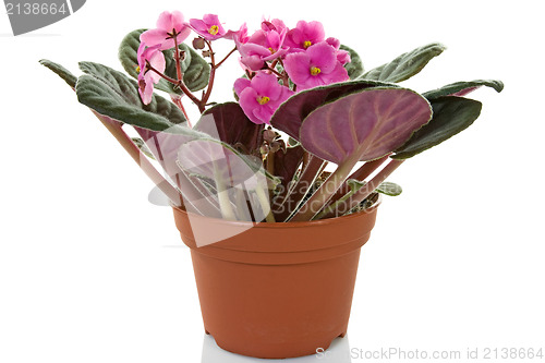 Image of pot with blooming  plant