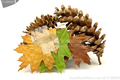 Image of fallen leaves and pine cones