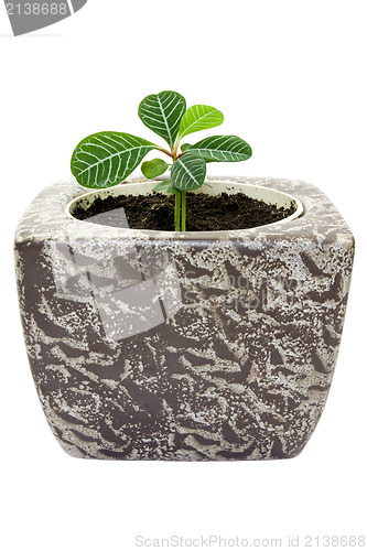 Image of young plant in a pot
