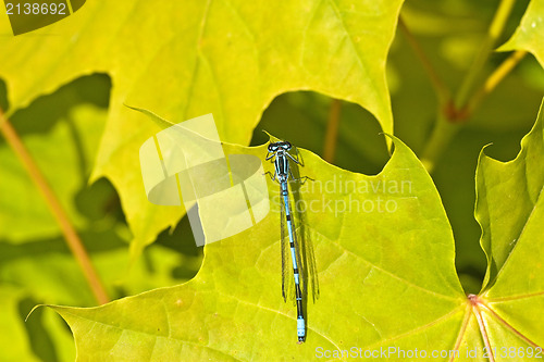 Image of dragon fly sitting on a green maple leaf