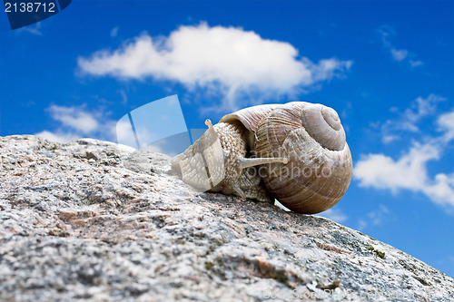 Image of snail under blue sky