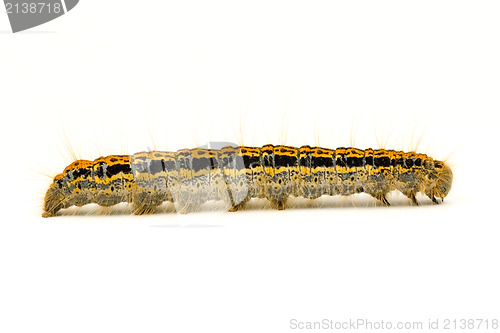 Image of caterpillar isolated on white 