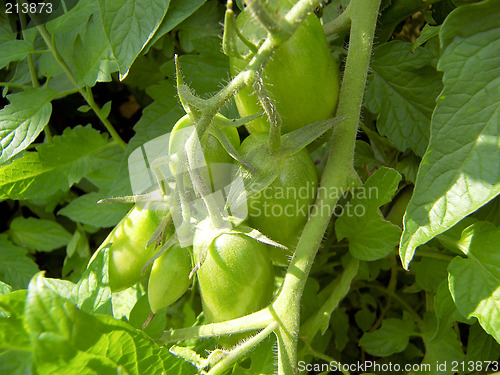 Image of green tomatoes