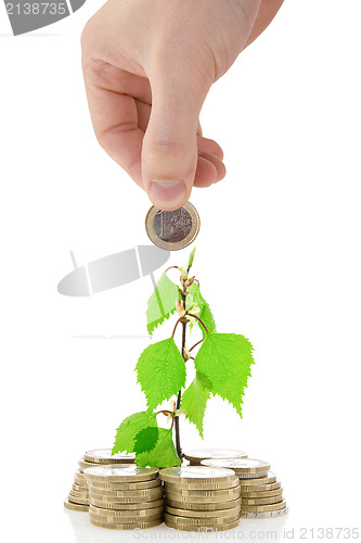 Image of money tree