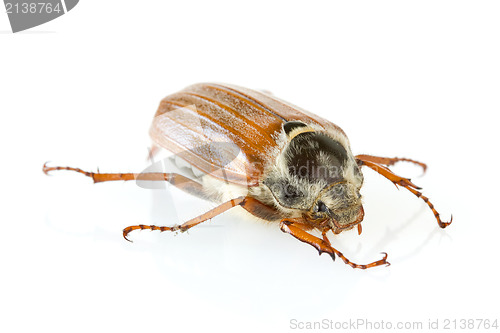 Image of cockchafer with reflection on white