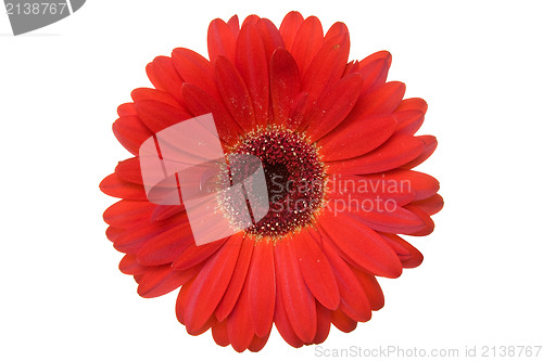 Image of gerbera isolated on a white background