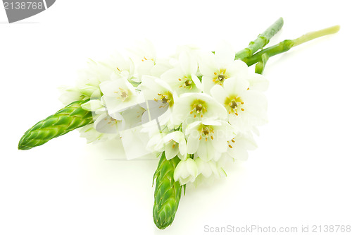 Image of two white flowers 