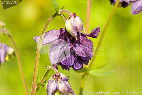 Image of violet flowers