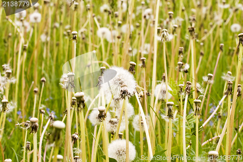 Image of  meadow full of wild fluffy dandelions