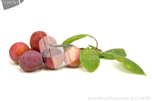 Image of plums with leaves