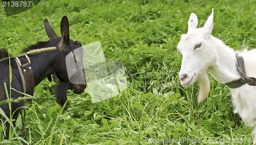 Image of black goat against white