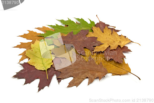 Image of  dirty fallen leaves