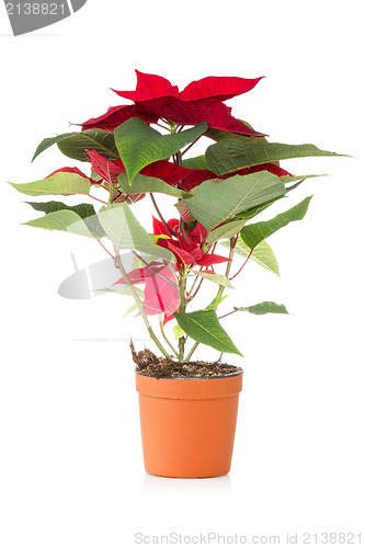 Image of Poinsettia,traditional  Christmas flower