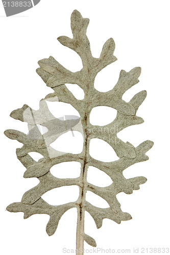 Image of dried plant 