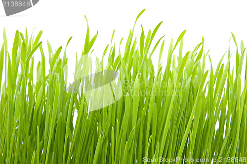 Image of green grass 