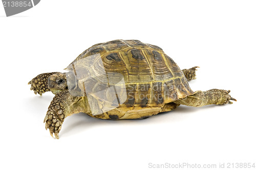 Image of turtle walking over a white background