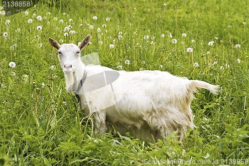 Image of goat 