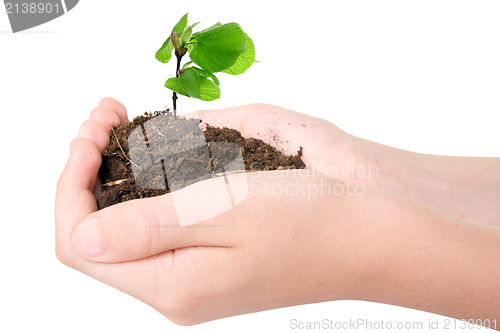 Image of Young plant in hands