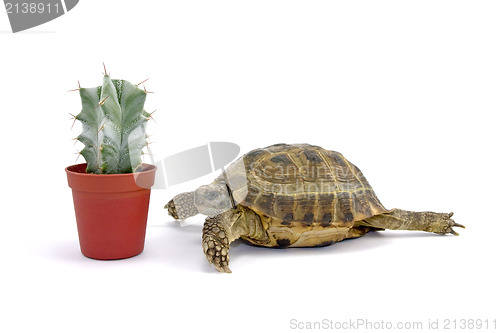 Image of turtle and little cactus