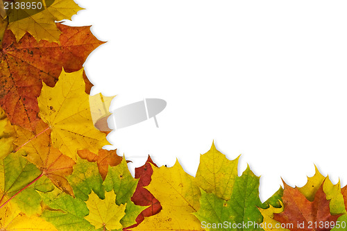 Image of Maple leaves in the corner