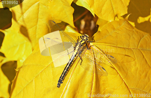 Image of dragon fly  on a  maple leaf