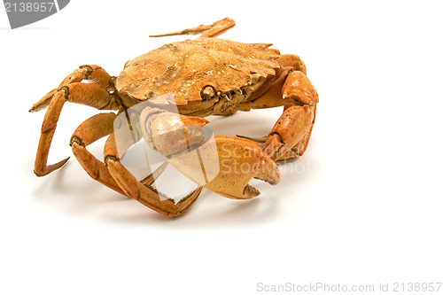 Image of crab isolated on white