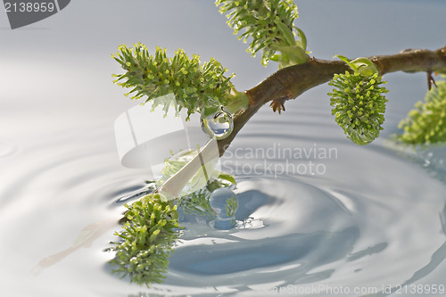 Image of  plant buds in a water
