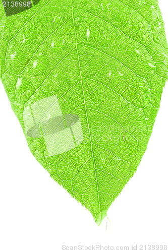 Image of leaf on white background