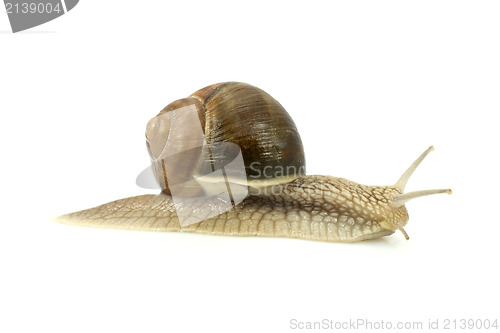 Image of snail crawling