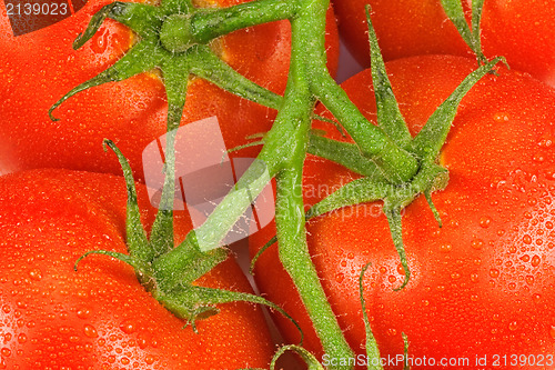 Image of tomatoes on a green twig