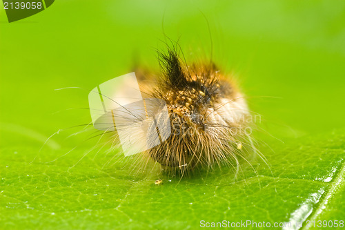 Image of close-up of a caterpillar