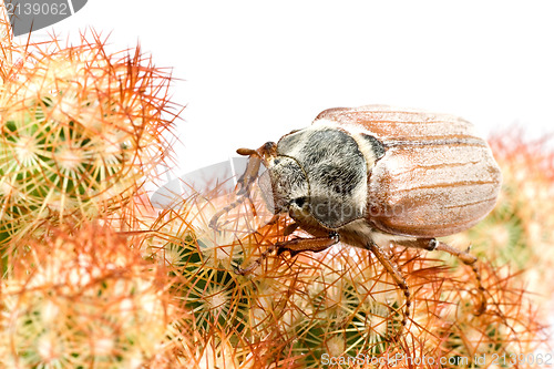 Image of spring beetle cockchafer on spiky cactus