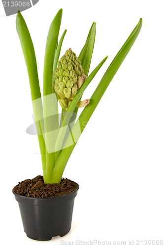 Image of Hyacinth flower 