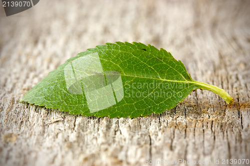 Image of leaf on the floor